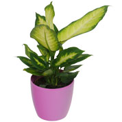 Dieffenbachia 'Camilla' + Cachep Rosa